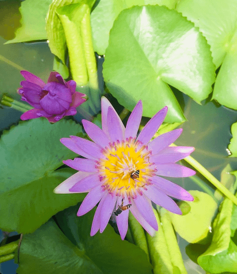 Lonely Flower