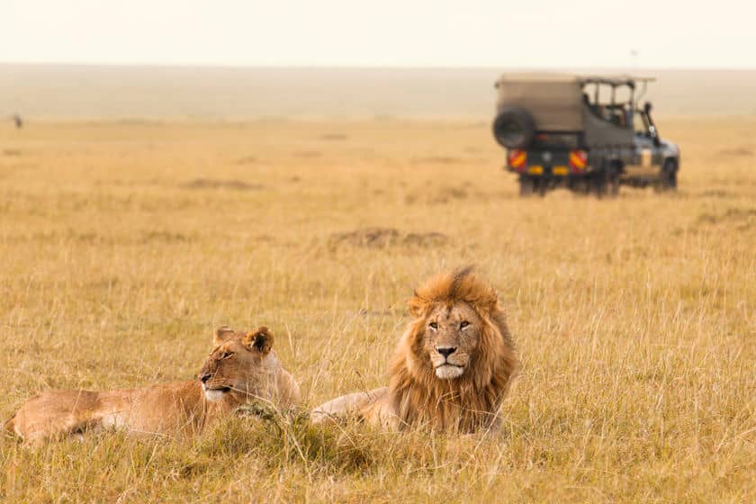 African lion couple and safari jeep in the background