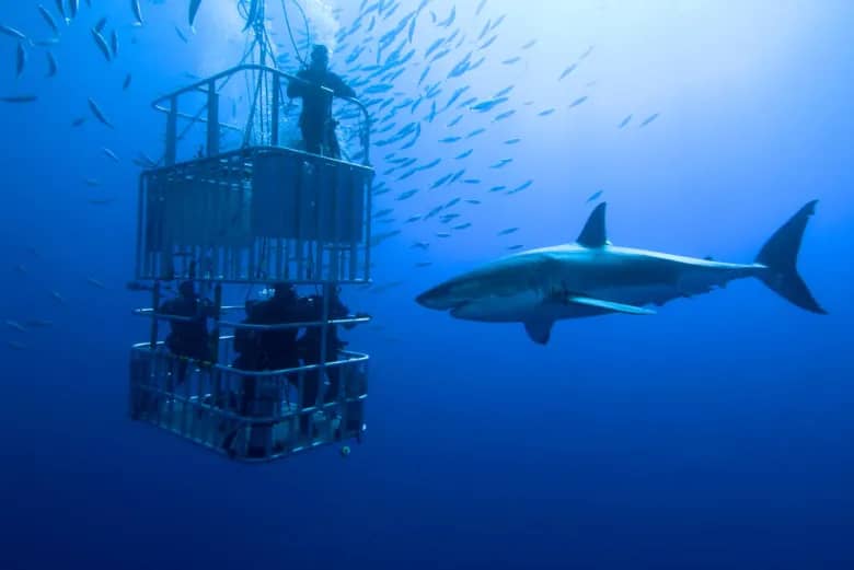 shark cage diving